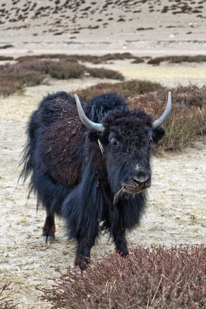 Young Dzo Yak in the Indian Himalaya. Dzo is a hybrid of yak and domestic cattle.の写真素材