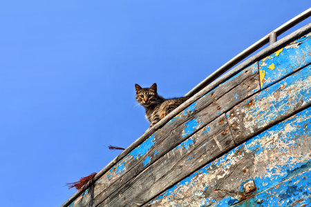 Cat at old boat in Essaouira harbor, Moroccoの写真素材
