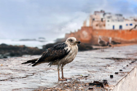 Seagull on Essaouira fortress background, Morocco.の写真素材