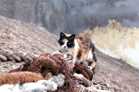 Cat under anchor cable in Essaouira harbor, Moroccoの写真素材