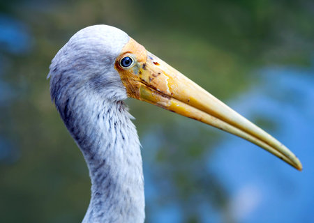 The Yellow-billed Stork, Mycteria ibis, is a large wading bird in the stork family Ciconiidae. It...