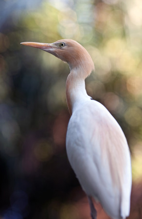 Cattle Egret (Bubulcus ibis) heron on the blurred backgroundの写真素材