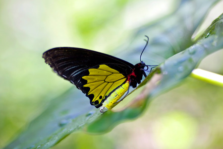 Yellow Butterfly on blurred backgroundの写真素材
