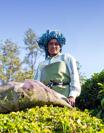 MUNNAR, INDIA - JANUARY 18, 2016: Female tea picker working in tea plantation in Munnar, Kerala, South India.  Only uppermost leaves are collected and workers collect daily up to 30 kilos of leaves.のeditorial素材