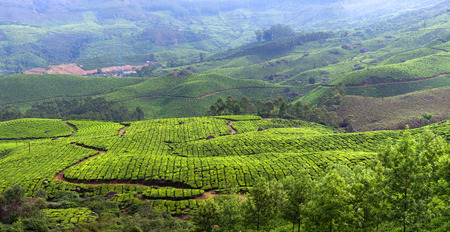 Panorama of tea plantations in Munnar, Kerala, South Indiaの写真素材