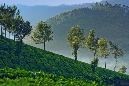 Tea plantations in Munnar, Kerala, South India