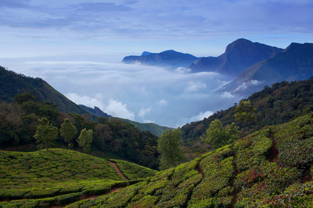 Tea plantations in Munnar, Kerala, South Indiaの写真素材