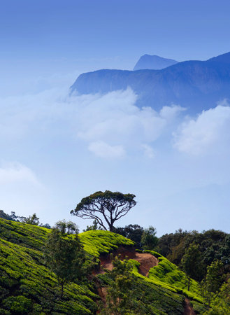 Tea plantations in Western Ghats mountains, Kerala, South India. Munnar is situated at around 1,600...