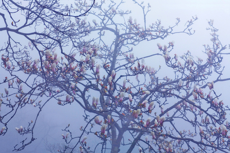 Magnolia blossom over mist in Huangshan mountains, China. Magnolia is a large genus of about 210 flowering plant species in the subfamily Magnolioideae of the family Magnoliaceae.の写真素材