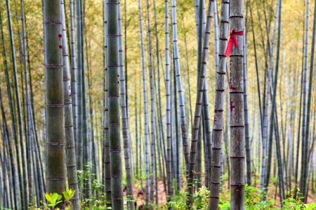 Mukeng Bamboo Forest in Anhui Province, Chinaの写真素材