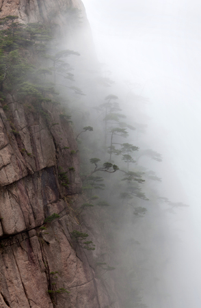 Misty morning in Huangshan Mountain (Yellow Mountain), China. Of all the notable mountains in China, it is probably the most famous to be found in the south of Anhui provinceの写真素材