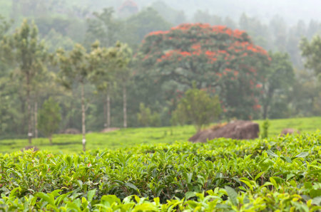 Tea trees on blurred background. Tea plantations in Western Ghats range of mountains, Kerala, South...
