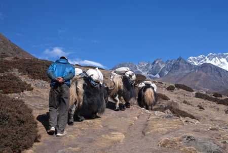 Caravan of yaks in the Nepal Himalaya. The yak (Bos grunniens and Bos mutus) is a long-haired bovid found throughout the Himalaya region of south Central Asia, Tibetan Plateau and Mongoliaのeditorial素材
