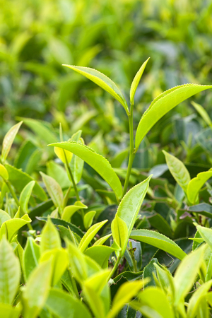 Fresh leaves of green tea tree close up at plantation in Kerala, South Indiaの写真素材