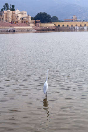 White heron, Egretta Garzetta at Pushkar holy lake in Rajasthan state, Indiaの写真素材