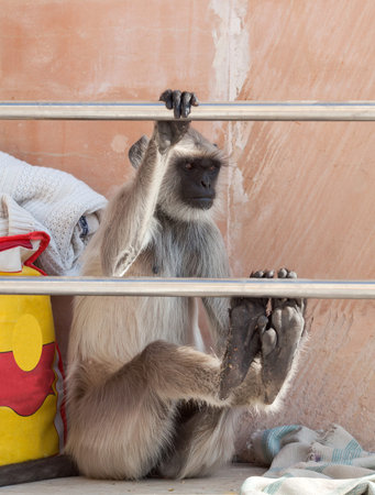 Gray langur or Hanuman langur sitting on the Varaha ghat in Pushkar, India