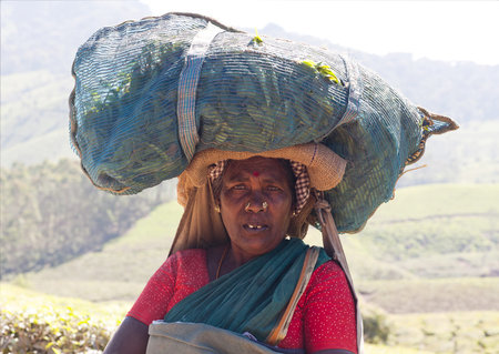 MUNNAR, INDIA - NOVEMBER 14, 2016: Tea picker woman with bag on her head working in tea plantation in Munnar, Kerala, South Indiaのeditorial素材