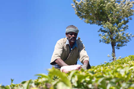 MUNNAR, INDIA - JANUARY 19, 2019: Tea picker working in tea plantation in Kerala state. Only uppermost leaves are collected and workers collect daily up to 30 kilos of leaves.のeditorial素材