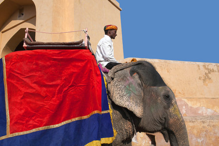 JAIPUR, RAJASTHAN, INDIA - JANUARY 14, 2019: Indian man riding on elephant in Amber fort, Rajasthan...