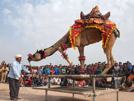 BIKANER, INDIA - JANUARY 12, 2019: Dromedary camel dancing during annual Camel festival in Rajasthan stateのeditorial素材