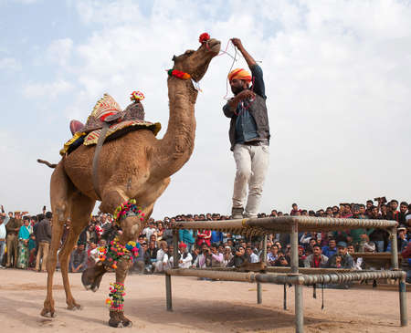 BIKANER, INDIA - JANUARY 12, 2019: Dromedary camel dancing during annual Camel festival in Rajasthan stateのeditorial素材