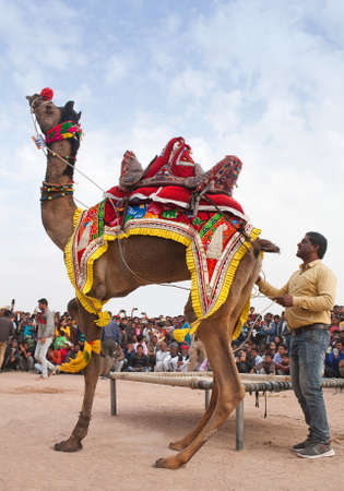 BIKANER, INDIA - JANUARY 12, 2019: Dromedary camel dancing during annual Camel festival in Rajasthan stateのeditorial素材