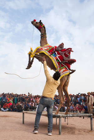 BIKANER, INDIA - JANUARY 12, 2019: Young dromedary camel jumping up during Camel festival in Rajasthan stateのeditorial素材