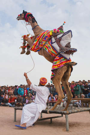 BIKANER, INDIA - JANUARY 12, 2019: Young dromedary camel jumping up during Camel festival in Rajasthan stateのeditorial素材