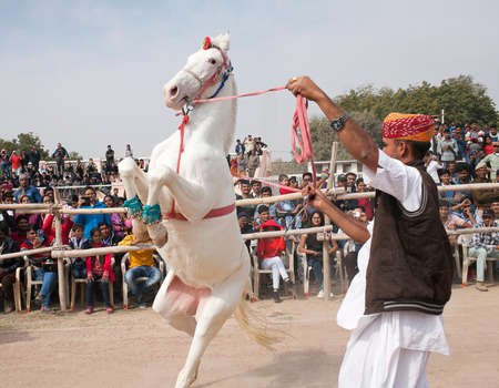 BIKANER, INDIA - JANUARY 12, 2019: Marwari white horse dancing during Camel festival in Rajasthan state.The Marvari or Malani is a rare breed of horse from the Marwar region of Indiaのeditorial素材