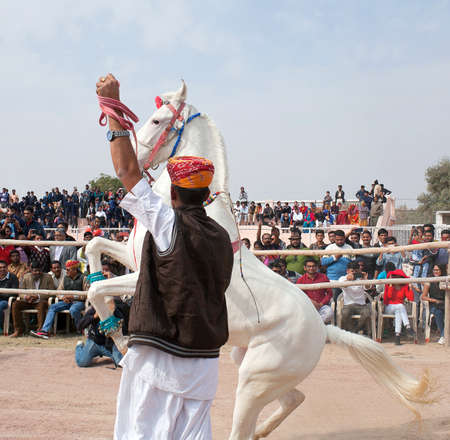 BIKANER, INDIA - JANUARY 12, 2019: Marwari white horse dancing during Camel festival in Rajasthan state.The Marwari or Malani is a rare breed of horse from the Marwar region of Indiaのeditorial素材
