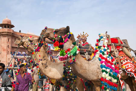 BIKANER, INDIA - JANUARY 12, 2019: Indian Rajasthani men with decorated camels poses for a photo during Camel Festival in Rajasthan stateのeditorial素材