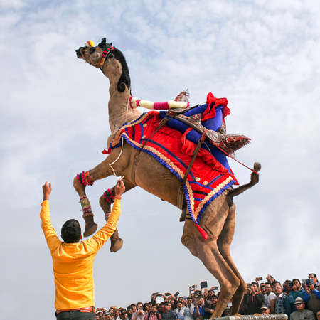 BIKANER, INDIA - JANUARY 12, 2019: Dromedary camel dancing during Camel festival in Rajasthan stateのeditorial素材