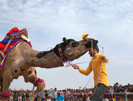 BIKANER, INDIA - JANUARY 12, 2019: Dromedary camel dancing during Camel festival in Rajasthan stateのeditorial素材