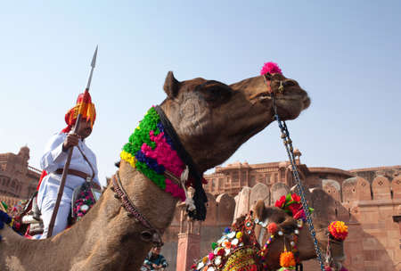 BIKANER, INDIA - JANUARY 12, 2019: Indian warriors riding on camel during festival in Rajasthan. The Camel Festival begins with a colourful procession of bedecked camels.のeditorial素材