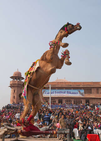 BIKANER, INDIA - JANUARY 12, 2019: Camel dancing during camel festival in Rajasthan stateのeditorial素材