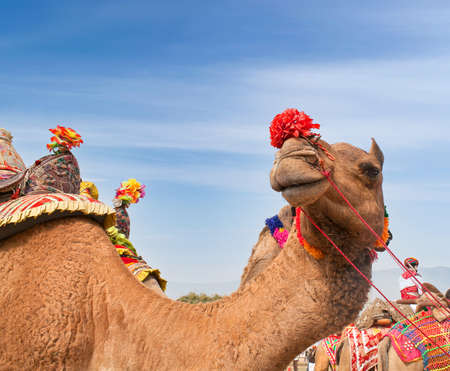 Beautiful decorated Dromedary Camel on Bikaner camel festival in Rajasthan, India. The Camel Festival begins with a colourful procession of bedecked camels.の写真素材