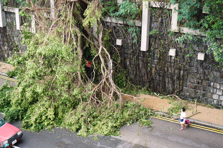 Fallen trees forming an urban jungle by the road (after typhoon)のeditorial素材