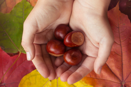 Chestnuts in hand on a background of autumn leavesの写真素材