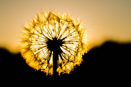 dandelionの写真素材