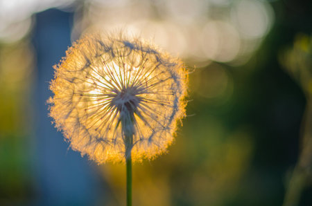 Dandelionの写真素材
