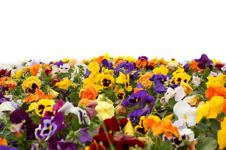 A colorful flower bed. White backgroundの写真素材