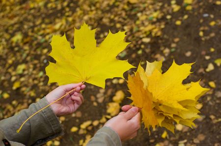 Autumnal yellow leaves at handsの写真素材