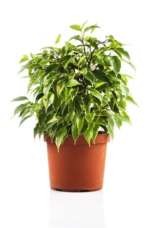 Green ficus tree in a brown pot. Isolated on whiteの写真素材
