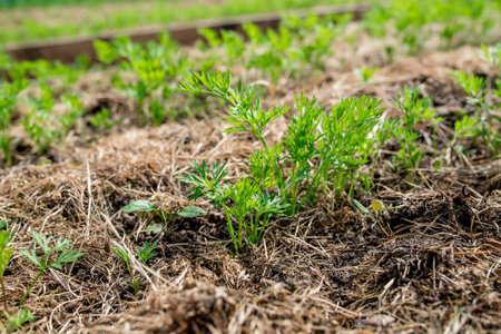 Accurate raised garden bed with small carrot greens resently sprouted from the ground mulched with...