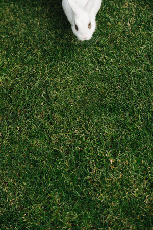 White furry bunny rabbit on a green lawn gets ready for a run. A lot of emply space ahead of him.