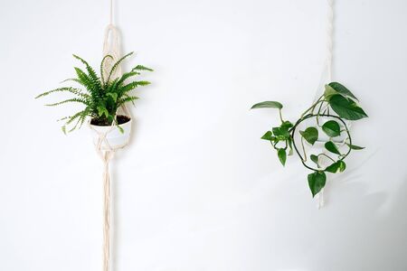 On the white wall hang pots of macrame with flowersの写真素材
