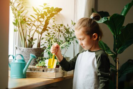 Curious little boy sticking a small gardening shovel in cardboard seedling pot on a sill. Looking down at it.の写真素材