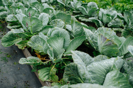 Cabbage garden bed stretching up in rows. Close up