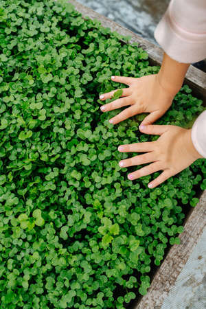 Child hands touching mustard sprouts on a densely packed garden bed. Top view.の写真素材