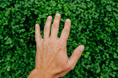 Hand over garden bed densely packed with mustard sprouts. top view.の写真素材